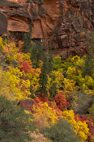Fall color near The Grotto. Zion National Park - November 6, 2005