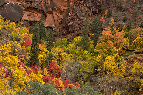 Fall color near Grotto Springs. Zion National Park - November 6, 2005.