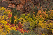 Fall color near Grotto Springs - Zion National Park