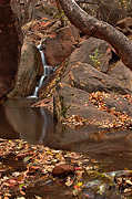 A cascade at Grotto Springs - Zion National Park