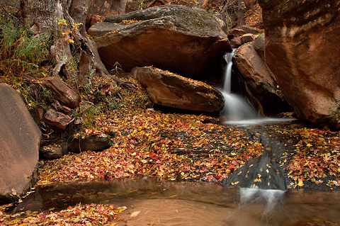 A small pool filled with the color of fallen leaves. Zion National Park - November 6, 2005.