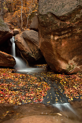 Fall color at The Grotto. Zion National Park - November 6, 2005.