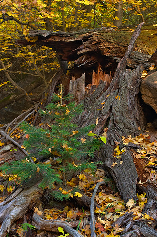 A seedling rises at the foot one who's fallen. Zion National Park - October 27, 2006.