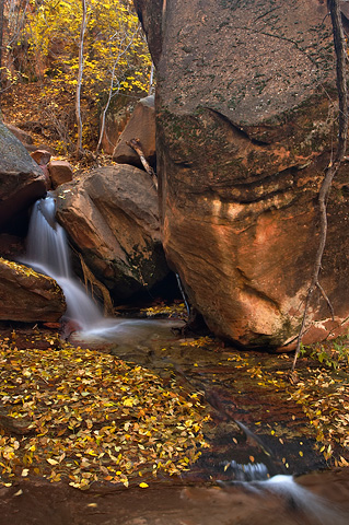Fall color at Grotto Springs. Zion National Park - October 27, 2006.
