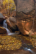Fall color at Grotto Springs - Zion National Park