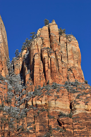 Life clings to the cliffs of Lady Mountain. Zion National Park - February 20, 2006.