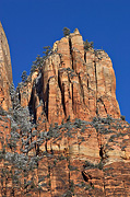 Life clings to the cliffs of Lady Mountain - Zion National Park