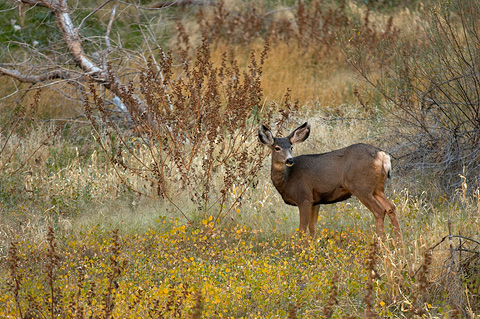 Mule Deer (Odocoileus hemionus). Zion National Park - November 5, 2005.