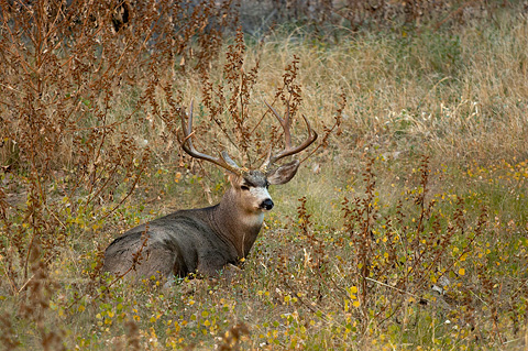 Mule Deer (Odocoileus hemionus). Zion National Park - November 5, 2005.