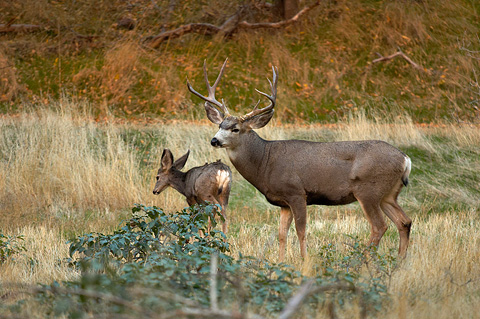 Mule Deer (Odocoileus hemionus). Zion National Park - November 5, 2005.