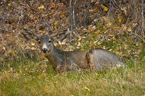 Mule Deer (Odocoileus hemionus). Zion National Park - November 5, 2005.