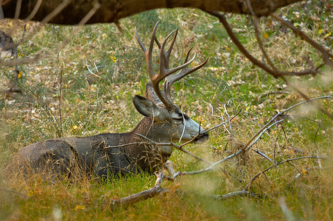 Mule Deer (Odocoileus hemionus). Zion National Park - November 5, 2005.