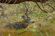 Mule Deer (Odocoileus hemionus) - Zion National Park