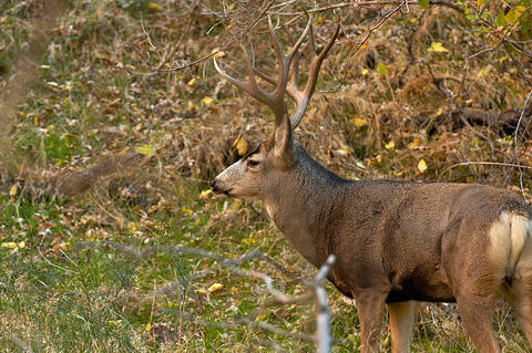 Mule Deer (Odocoileus hemionus). Zion National Park - November 5, 2005.