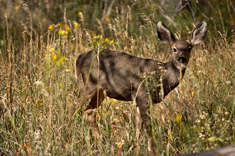 Mule Deer (Odocoileus hemionus). Zion National Park - November 5, 2005.