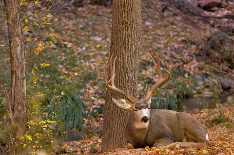Mule Deer (Odocoileus hemionus). Zion National Park - November 5, 2005.