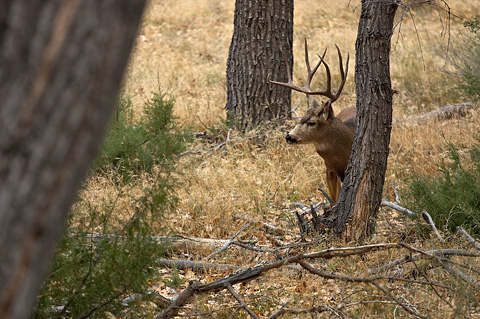 Mule Deer (Odocoileus hemionus). Zion National Park - November 6, 2005.