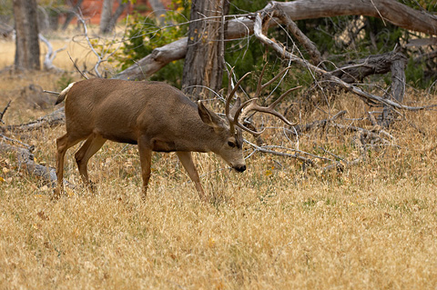 Mule Deer (Odocoileus hemionus). Zion National Park - November 6, 2005.
