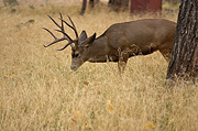 Mule Deer (Odocoileus hemionus) - Zion National Park