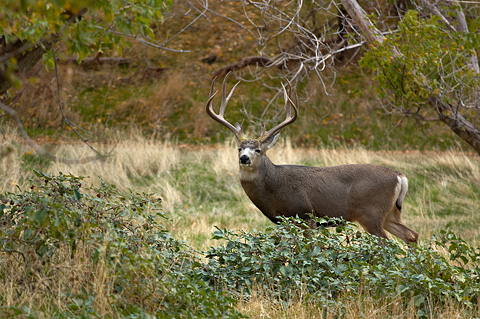 Mule Deer (Odocoileus hemionus). Zion National Park - November 6, 2005.