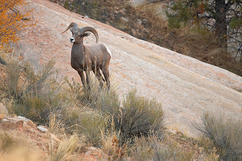 Desert Bighorn Sheep (Ovis canadensis nelsoni). Zion National Park - October 27, 2006.