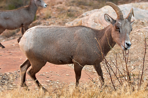 Desert Bighorn Sheep (Ovis canadensis nelsoni). Zion National Park - October 27, 2006.