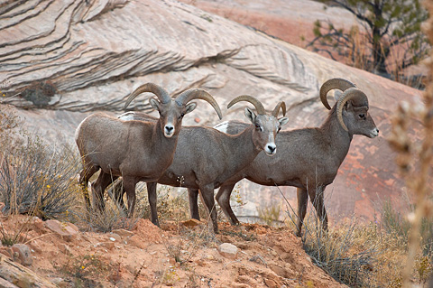 Desert Bighorn Sheep (Ovis canadensis nelsoni). Zion National Park - October 27, 2006.