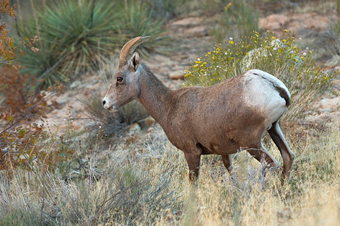 Desert Bighorn Sheep (Ovis canadensis nelsoni). Zion National Park - October 27, 2006.