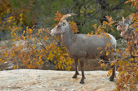 Desert Bighorn Sheep (Ovis canadensis nelsoni). Zion National Park - October 27, 2006.