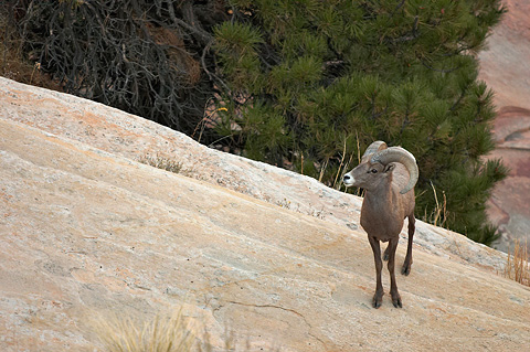 Desert Bighorn Sheep (Ovis canadensis nelsoni). Zion National Park - October 27, 2006.