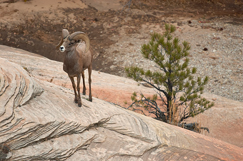Desert Bighorn Sheep (Ovis canadensis nelsoni). Zion National Park - October 27, 2006.