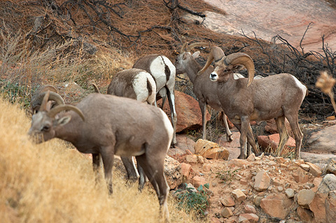 Desert Bighorn Sheep (Ovis canadensis nelsoni). Zion National Park - October 27, 2006.