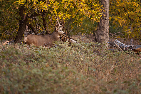 Mule Deer (Odocoileus hemionus). Zion National Park - October 29, 2007.