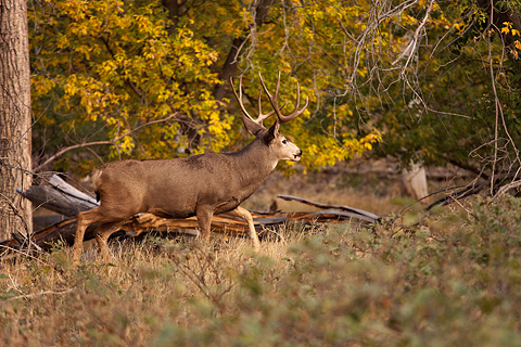 Mule Deer (Odocoileus hemionus). Zion National Park - October 29, 2007.
