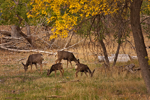 Mule Deer (Odocoileus hemionus). Zion National Park - October 29, 2007.