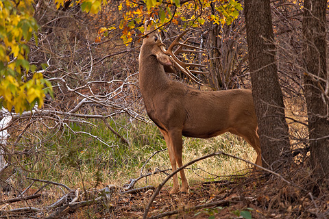 Mule Deer (Odocoileus hemionus). Zion National Park - October 29, 2007.