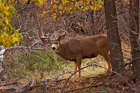 Mule Deer (Odocoileus hemionus). Zion National Park - October 29, 2007.