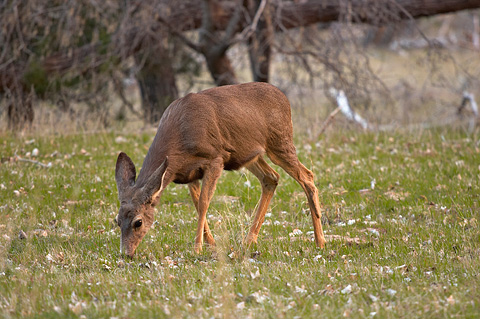 Mule Deer (Odocoileus hemionus). Zion National Park - March 12, 2005.