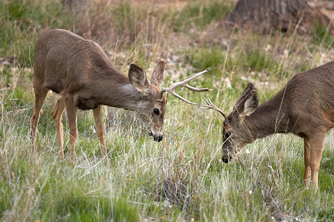 Mule Deer (Odocoileus hemionus). Zion National Park - March 12, 2005.