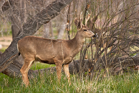 Mule Deer (Odocoileus hemionus). Zion National Park - March 12, 2005.