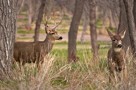 Mule Deer (Odocoileus hemionus). Zion National Park - March 12, 2005.