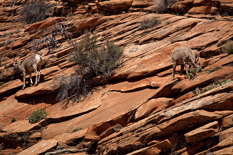 Desert Bighorn Sheep (Ovis canadensis nelsoni). Zion National Park - April 9, 2009.