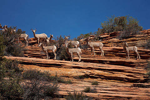 Desert Bighorn Sheep (Ovis canadensis nelsoni). Zion National Park - April 9, 2009.