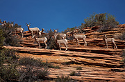 Desert Bighorn Sheep (Ovis canadensis nelsoni) - Zion National Park