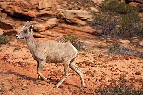 Desert Bighorn Sheep (Ovis canadensis nelsoni). Zion National Park - April 9, 2009.