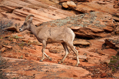 Desert Bighorn Sheep (Ovis canadensis nelsoni). Zion National Park - April 9, 2009.