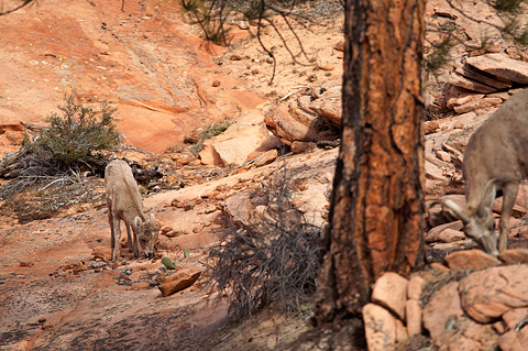 Desert Bighorn Sheep (Ovis canadensis nelsoni). Zion National Park - April 9, 2009.