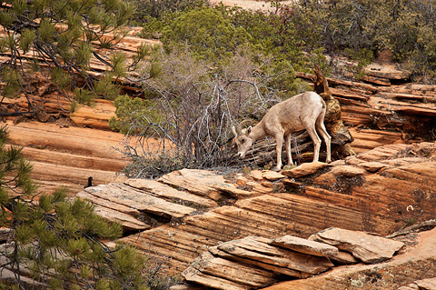 Desert Bighorn Sheep (Ovis canadensis nelsoni). Zion National Park - April 9, 2009.