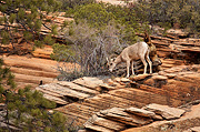 Desert Bighorn Sheep (Ovis canadensis nelsoni) - Zion National Park