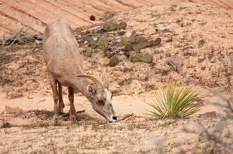 Desert Bighorn Sheep (Ovis canadensis nelsoni). Zion National Park - April 9, 2009.